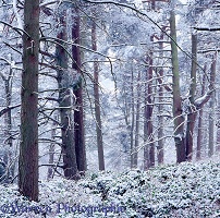 Snowy woodland scene 3D 1 R