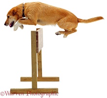 Dog jumping a hurdle