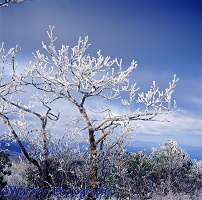 Rime covered tree