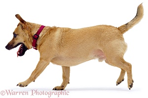 Fat little terrier