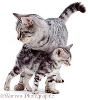Silver mother cat with kitten