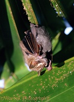 Mother tent bat with baby