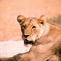 Lioness lounging