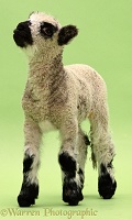 Lamb on green