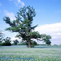Oak tree in linseed field