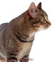 Tabby tom cat in profile