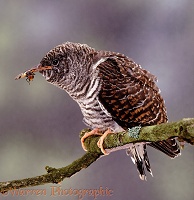 Cuckoo juvenile