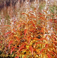 Autumnal willowherb