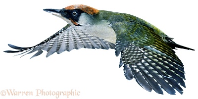 Green Woodpecker in flight