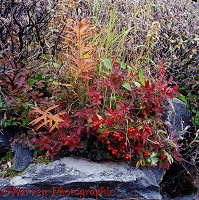 Autumnal plants in Norway