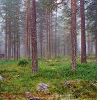 Misty pine woods 3D 1 R