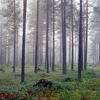 Misty pine woods 3D 2 R