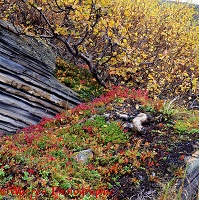 Colourful plants and layered rocks