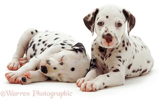 Dalmatian pups
