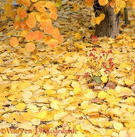 Fallen Aspen leaves