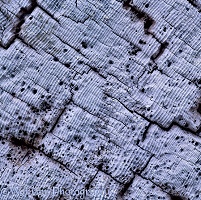 Driftwood patterns