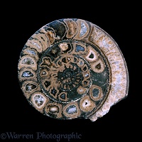 Sliced ammonite