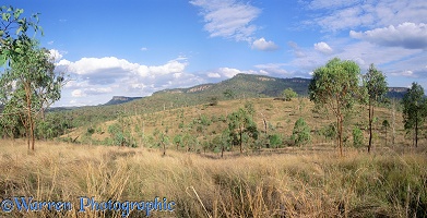 Bush scene at Cania Gorge