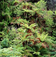 New Zealand Tree Ferns 3D 2 R