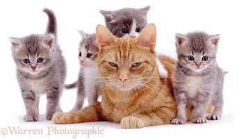 Ginger cat with grey foster kittens
