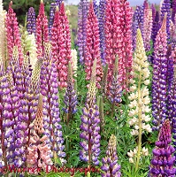 Lupines in New Zealand