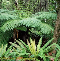 New Zealand ferns