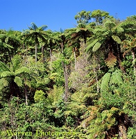 New Zealand tree ferns 3D 3 R