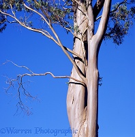 Eucalyptus trunk