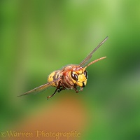 Hornet in flight