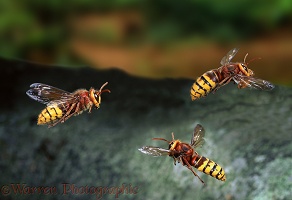 Hornets in flight