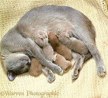 Mother cat sleeping with suckling kittens