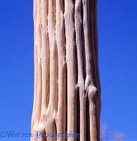 Dead Saguaro trunk