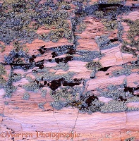 Lichen on petrified wood