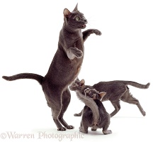 Korat mother cat playing