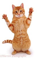 Grasping ginger cat