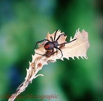 Red-back Spider
