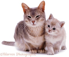 Burmese mother cat and kitten
