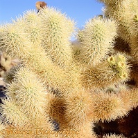 Cholla cactus