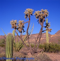 Ocotillo, Saguaro, and Cholla cacti