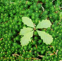 Oak seedling on moss