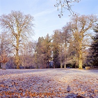 Albury Park winter scene with frost