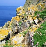 Thrift and lichen covered rocks on Lundy