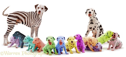 Colourful Dalmatian family