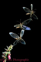 Giant Lacewing taking off multiple image
