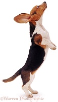 Basset pup standing on hind legs