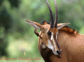 Oxpecker on Sable Antelope