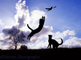 Silhouette cat leaping at a bird