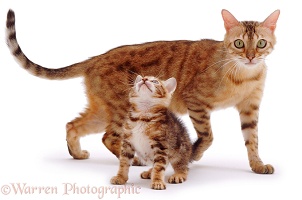 Bengal mother cat and kitten