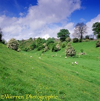 Sheep in a meadow at Wensleydale