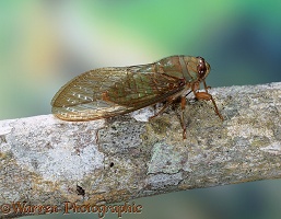 Cicada